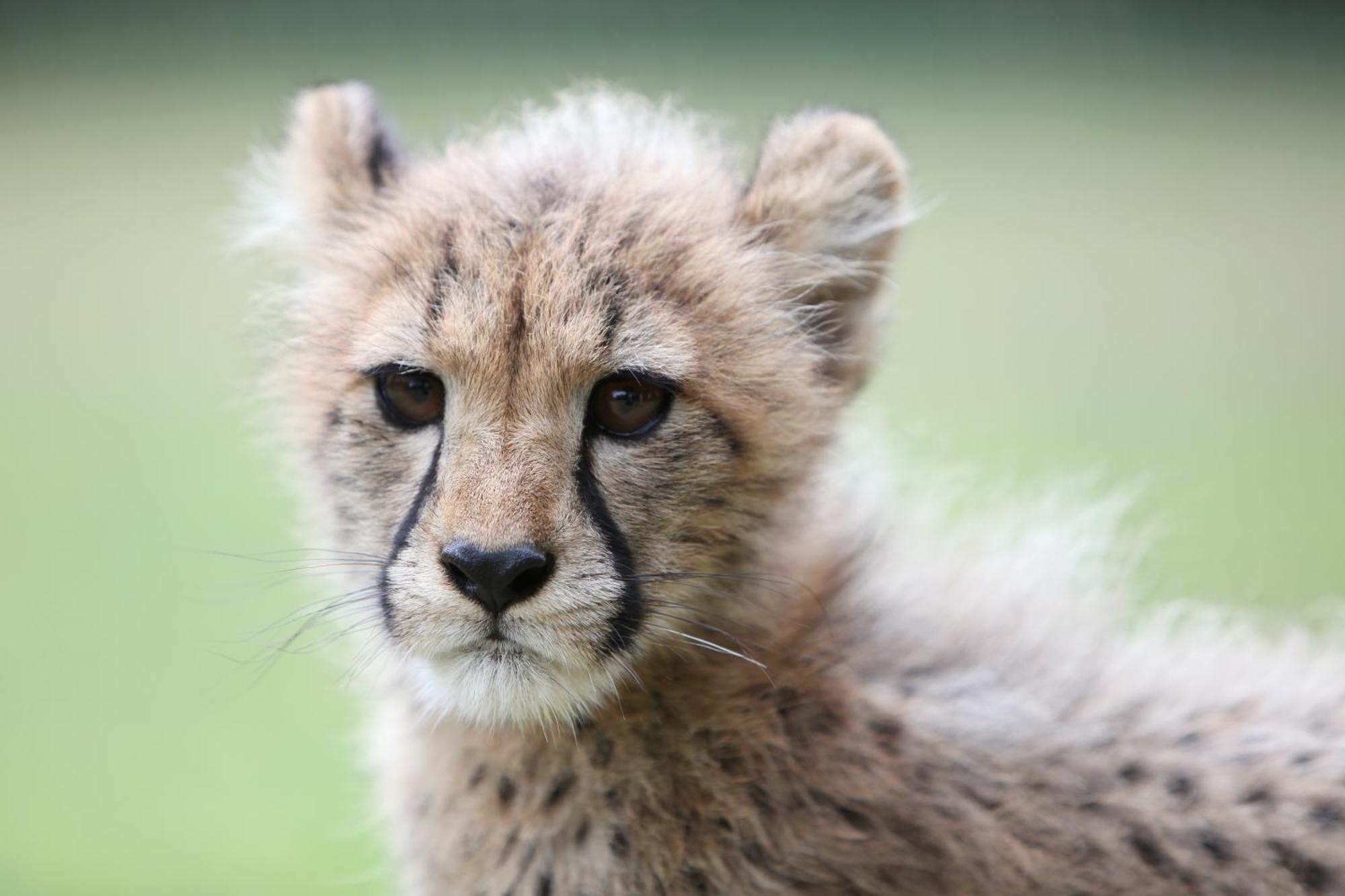 Emdoneni Lodge With Zululand Cat Conservation Project Hluhluwe Dış mekan fotoğraf