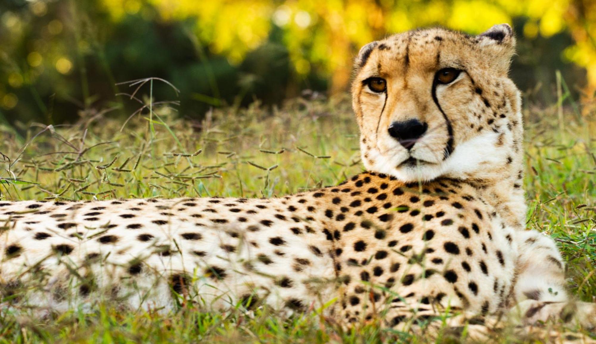 Emdoneni Lodge With Zululand Cat Conservation Project Hluhluwe Dış mekan fotoğraf