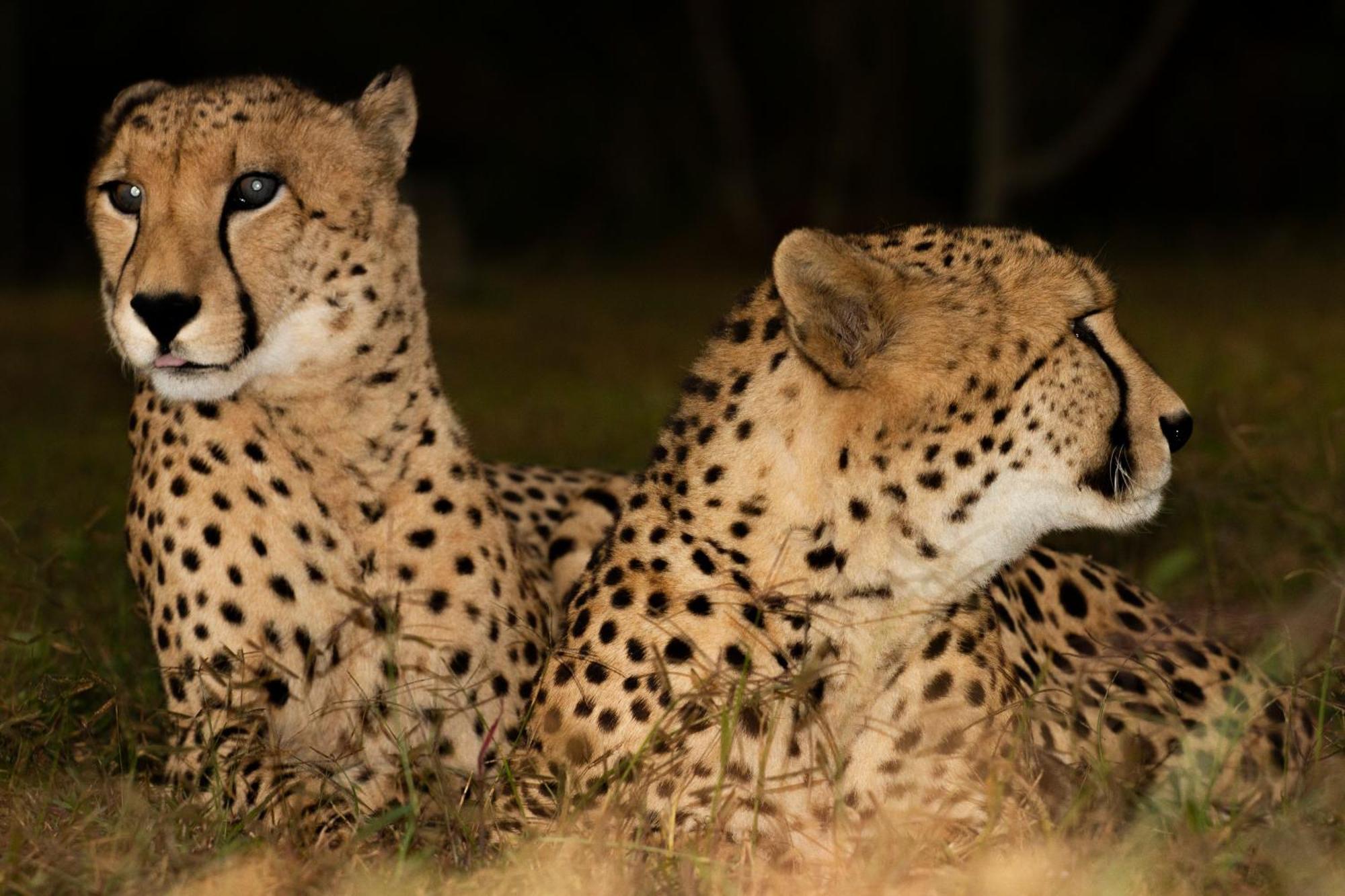 Emdoneni Lodge With Zululand Cat Conservation Project Hluhluwe Dış mekan fotoğraf