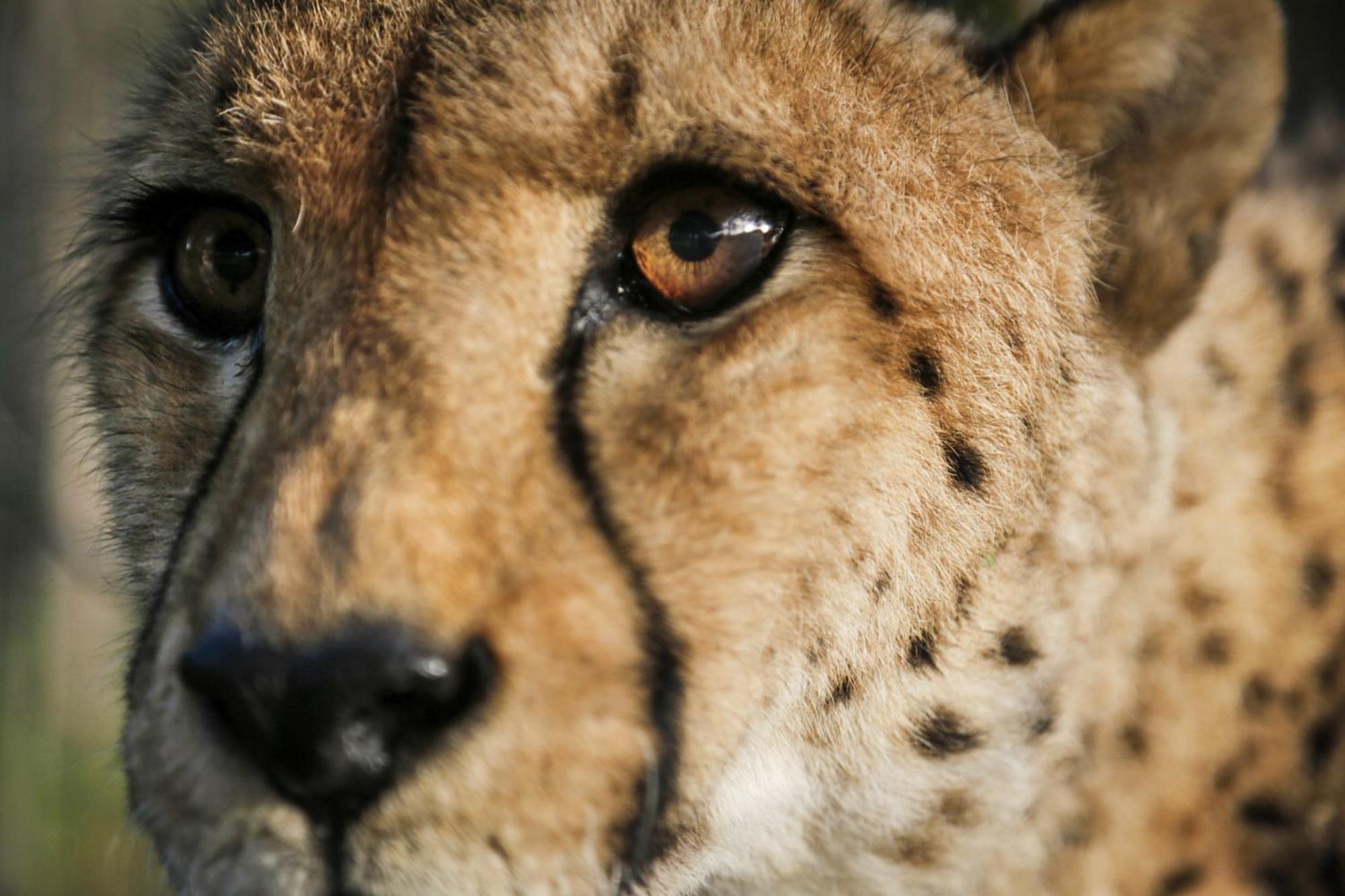Emdoneni Lodge With Zululand Cat Conservation Project Hluhluwe Dış mekan fotoğraf