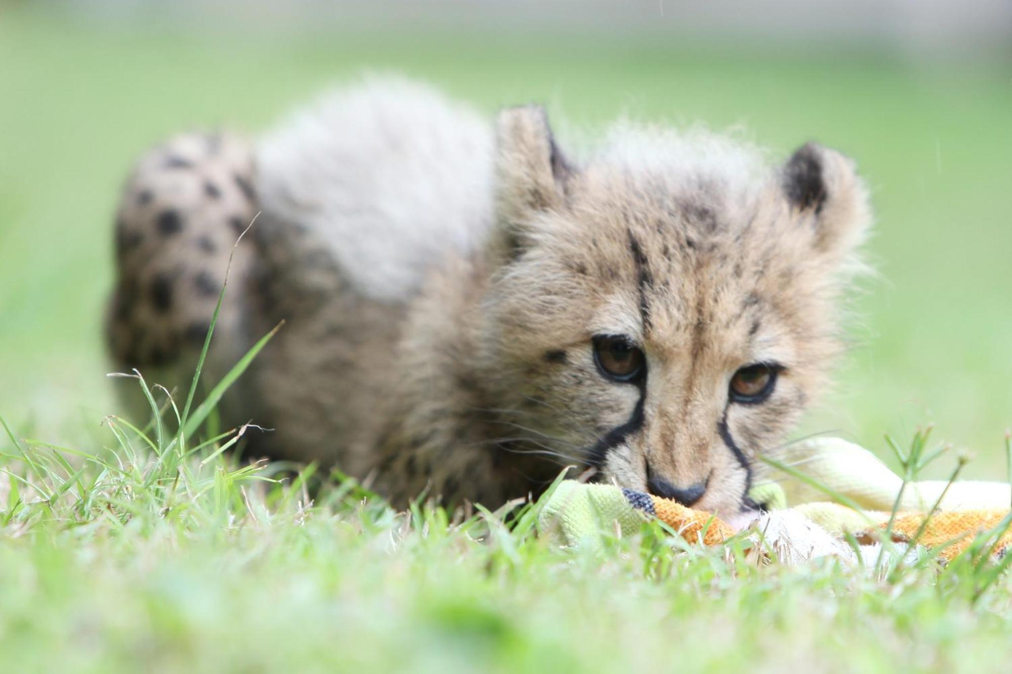 Emdoneni Lodge With Zululand Cat Conservation Project Hluhluwe Dış mekan fotoğraf
