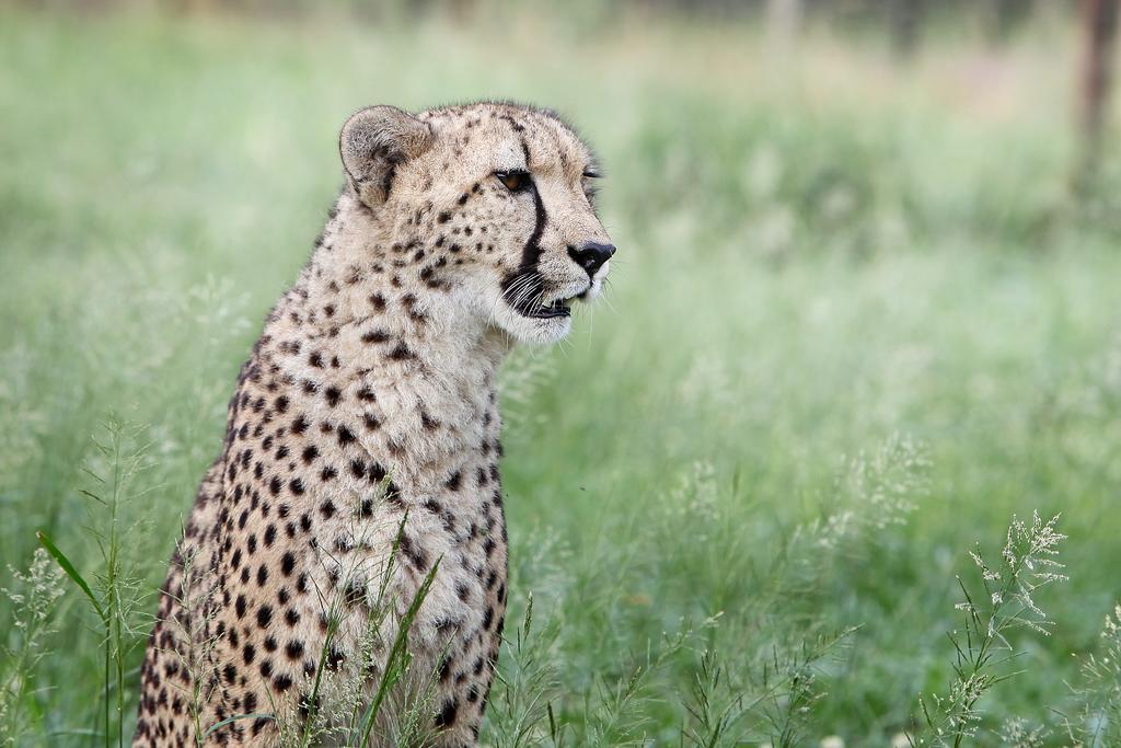 Emdoneni Lodge With Zululand Cat Conservation Project Hluhluwe Dış mekan fotoğraf